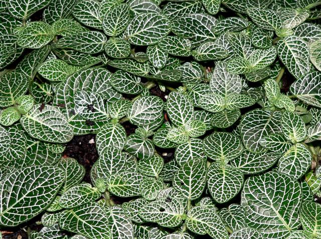 Fittonia_albivenis_4 (Small)