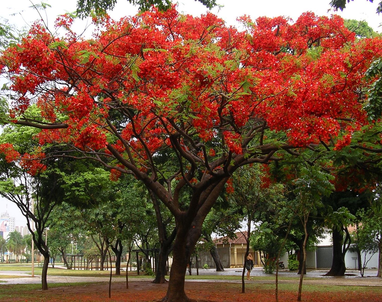 Flamboyant (Delonix regia)1