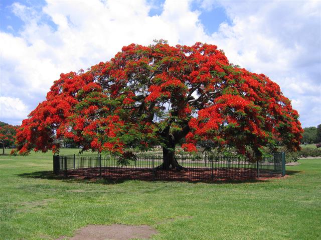 Flamboyant – Delonix regia