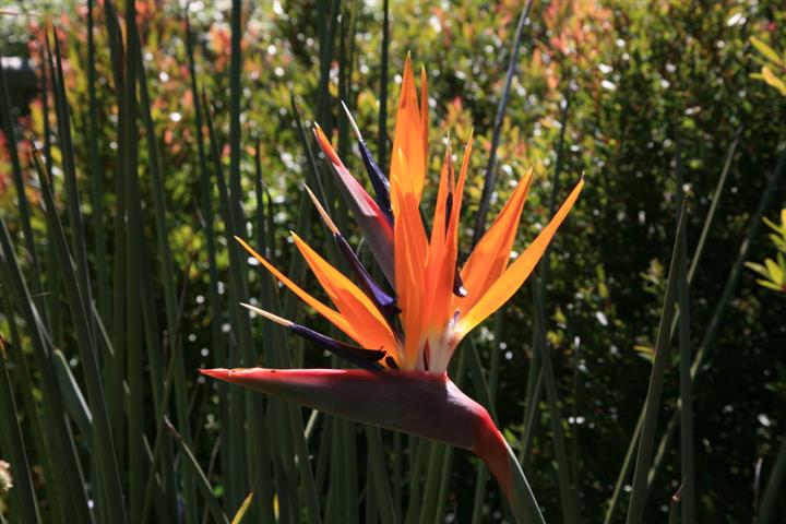 FloStrelitzia-Juncea.02_1