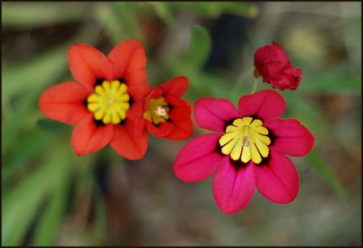 Flor Arlequim (Sparaxis tricolor)