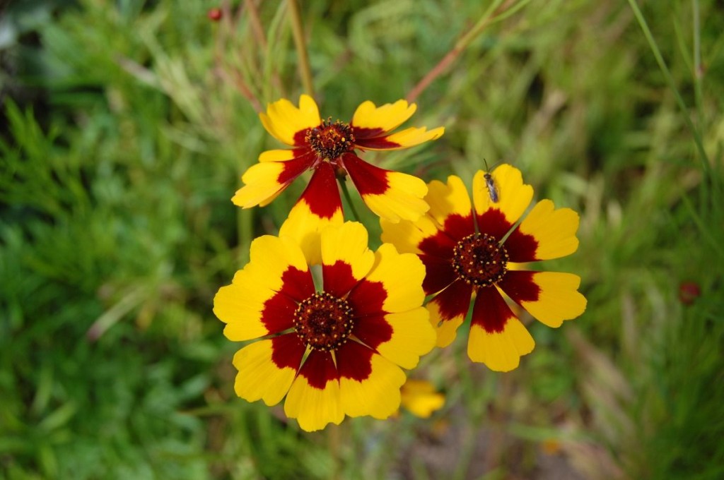 Coreopsis tinctoria