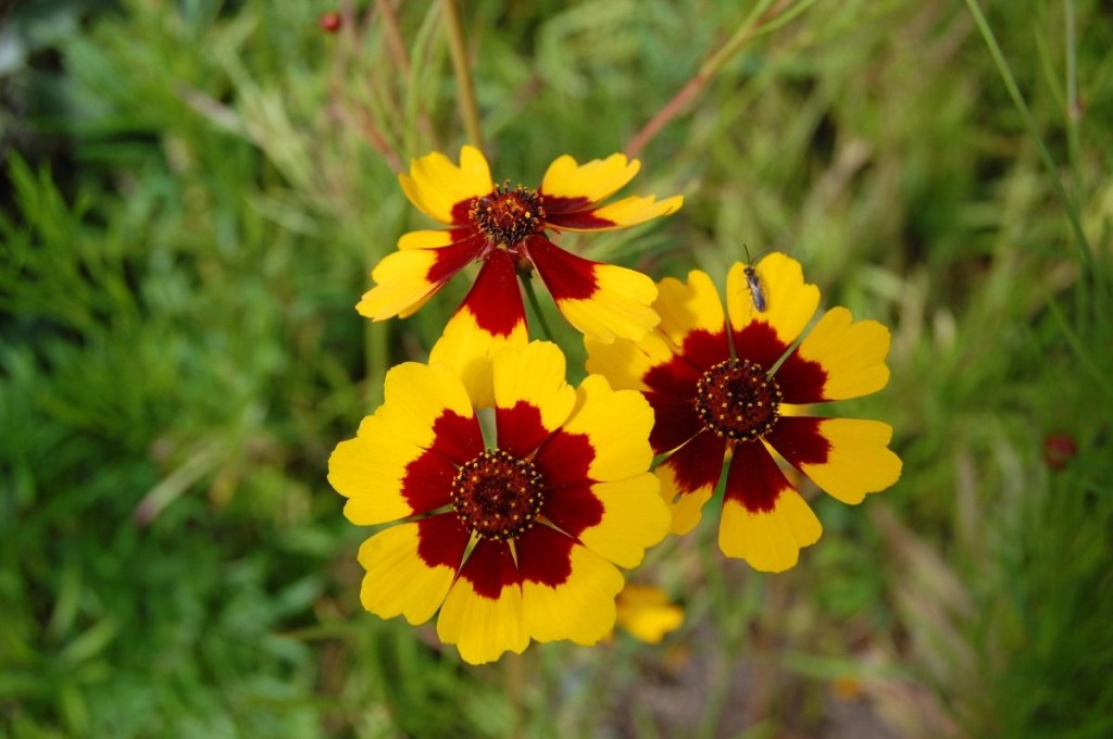 Coreopsis tinctoria