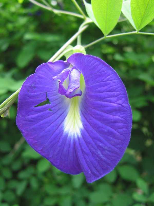 Flor-Feijão-Borboleta-12