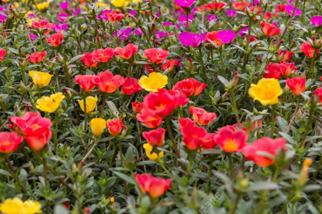 Portulaca oleracea