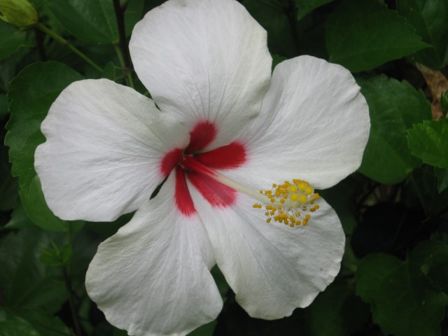 Flor-_Hibiscus_rosa-sinensis