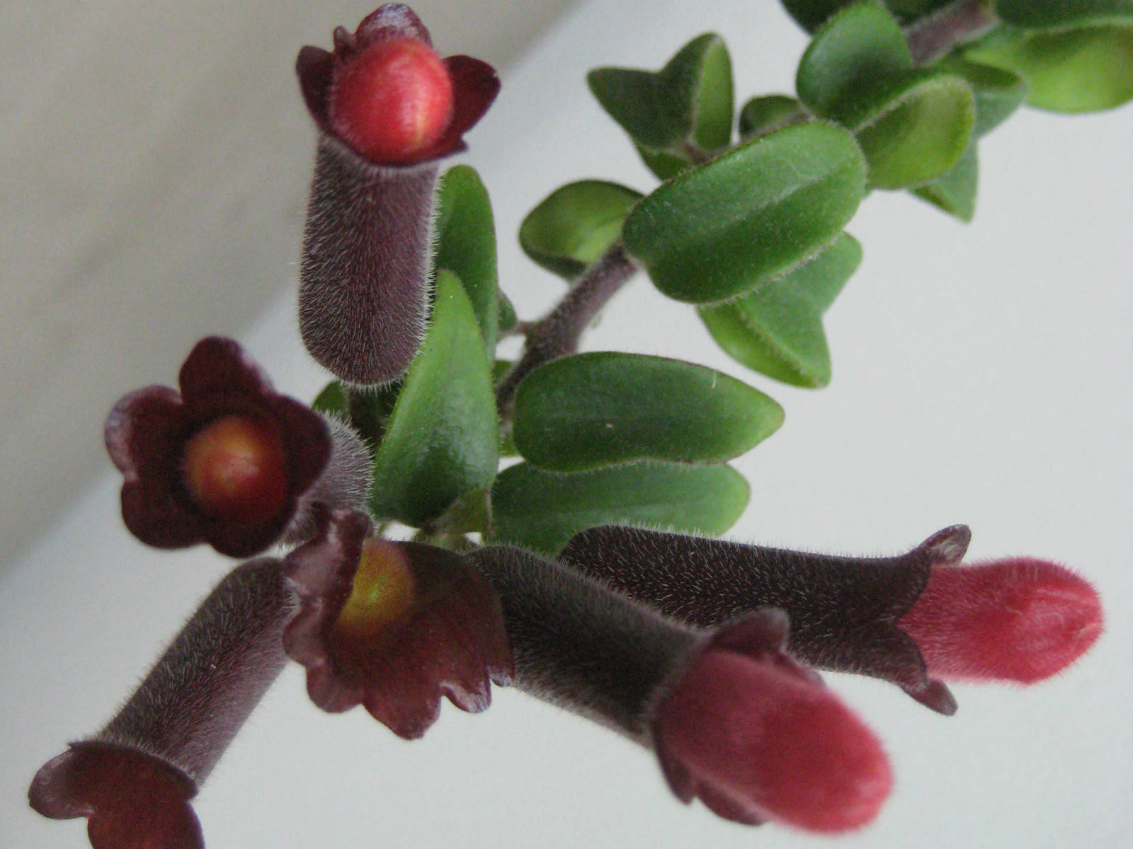 Flor-batom - Aeschynanthus radicans