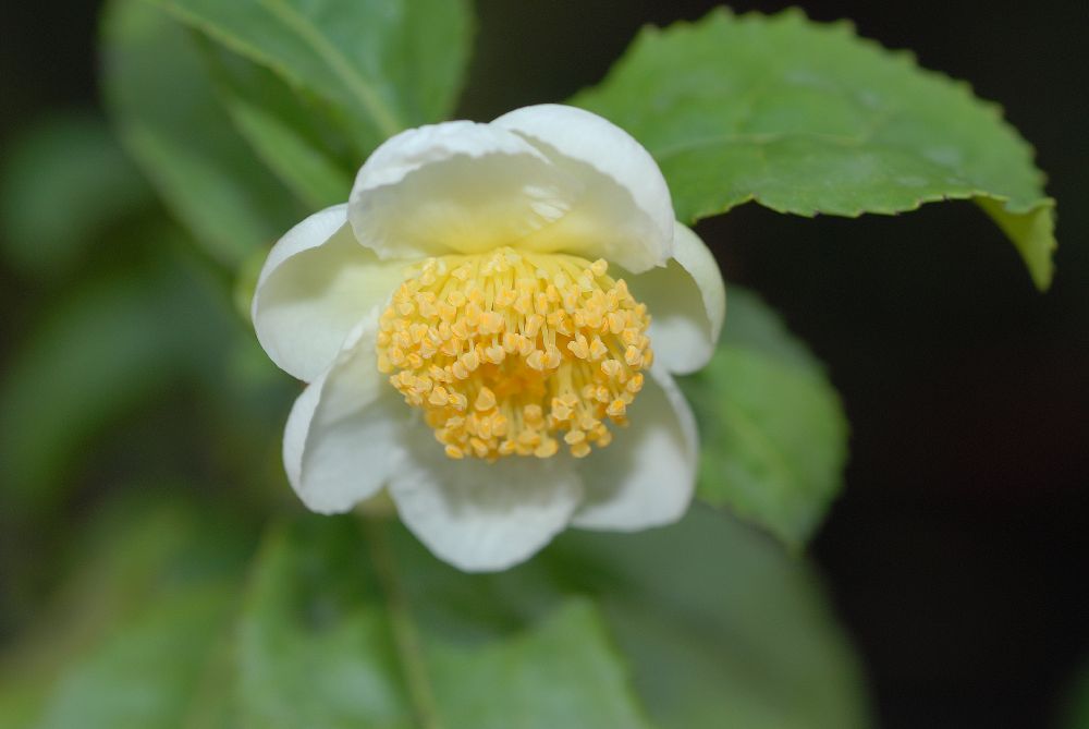Flor da Camélia sinensis