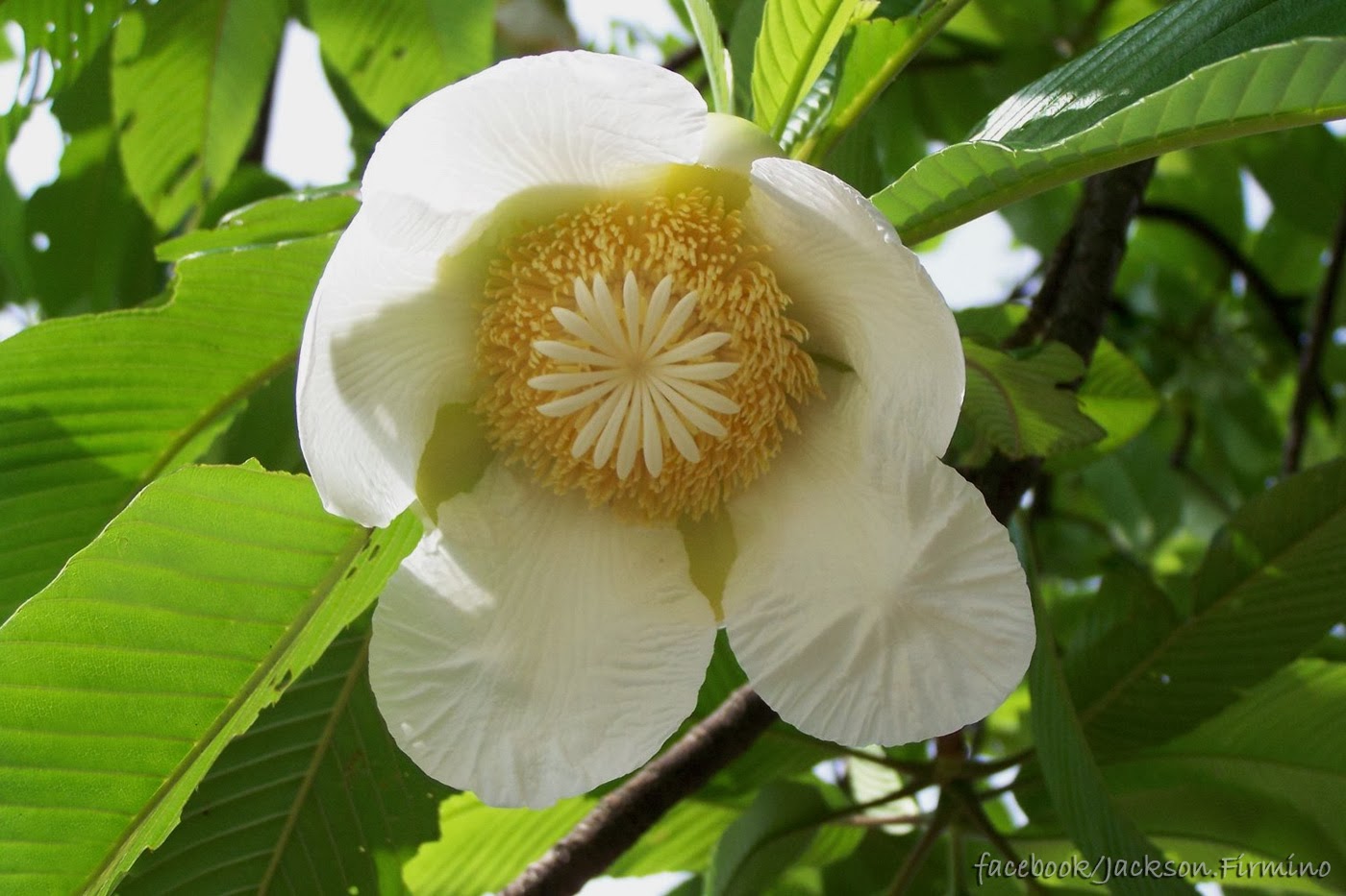 Flor da Dillenia_indica