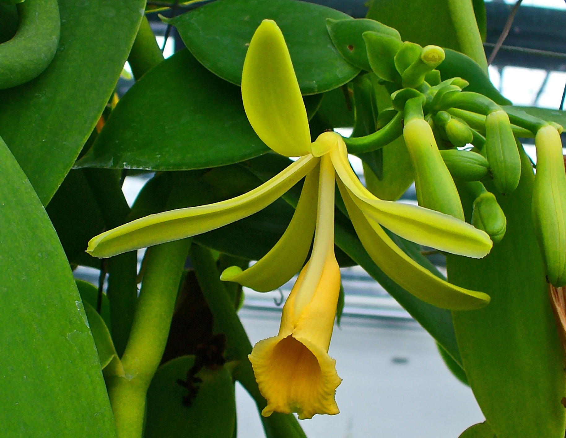 Flor da Vanilla fragrans (2)