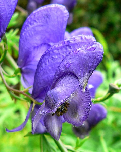 Flor de Aconitum_napellus