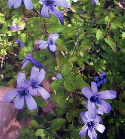 Flor-de-bode