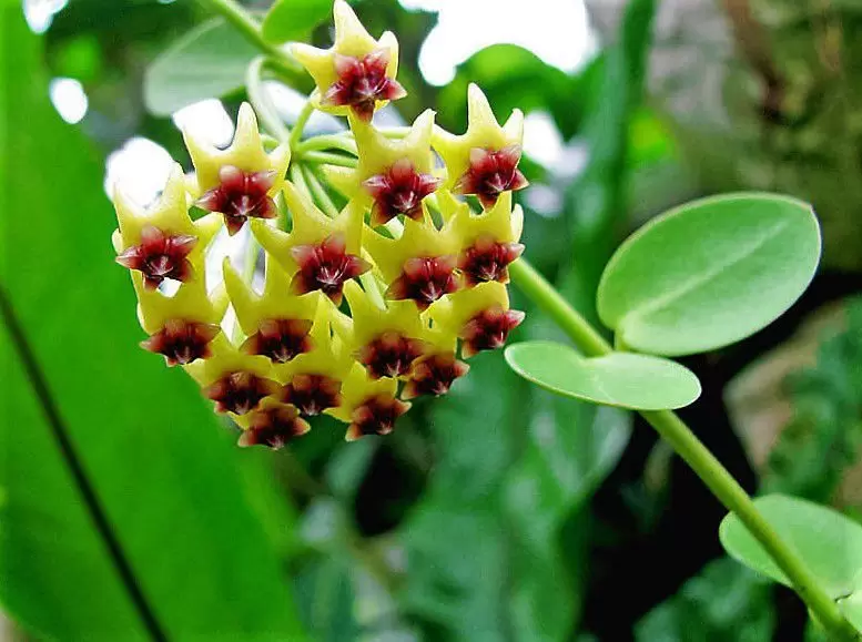 Flor-de-cera Cumingiana