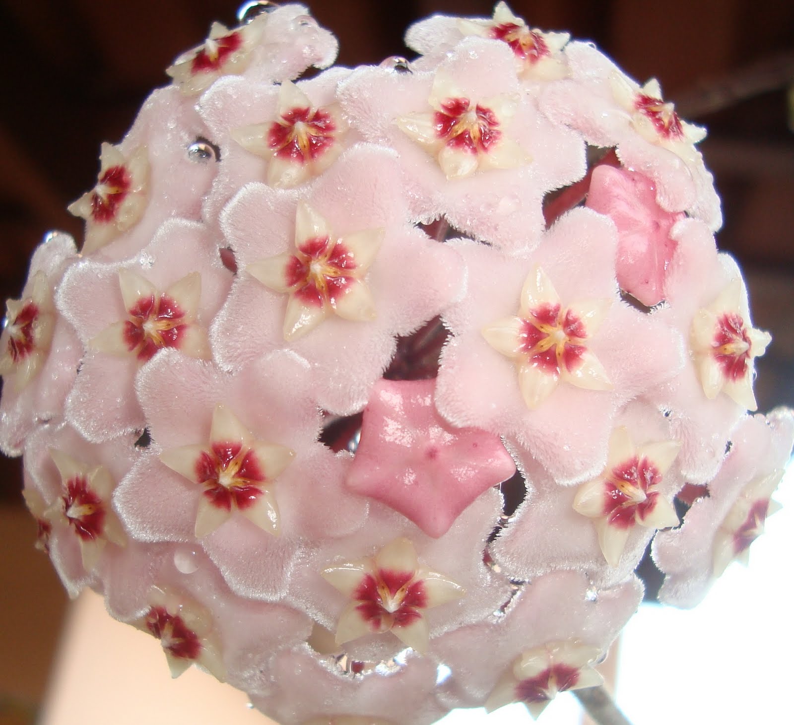 Flor de cera (Hoya carnosa)