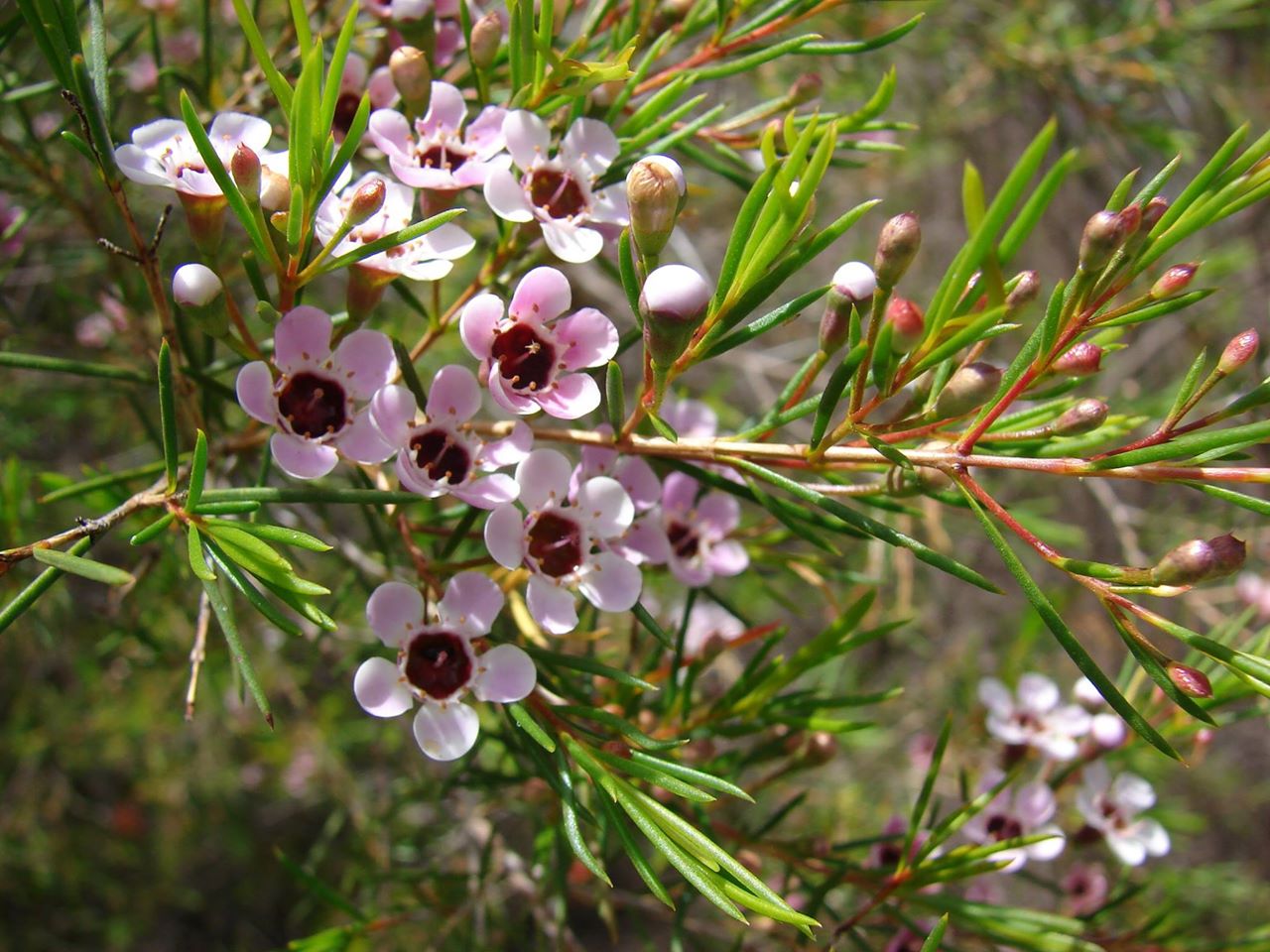 Flor-de-cera-de-geraldton3