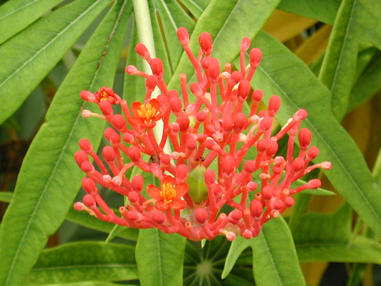Flor-de-coral - Jatropha multifida