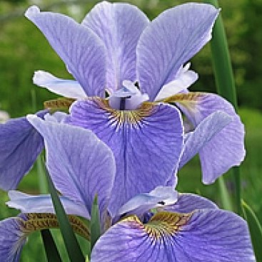 Flor-de-lís-da-Sibéria-–-Iris-Sibirica