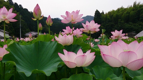 Flor-de-lótus-em-jardim