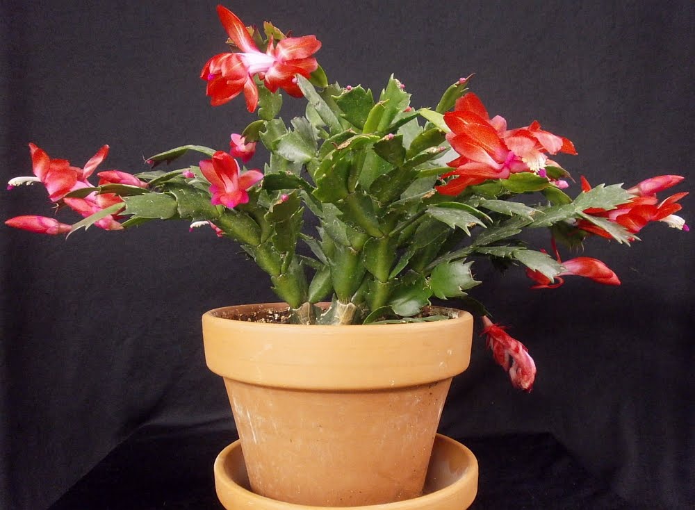 Flor-de-maio - (Schlumbergera truncata)