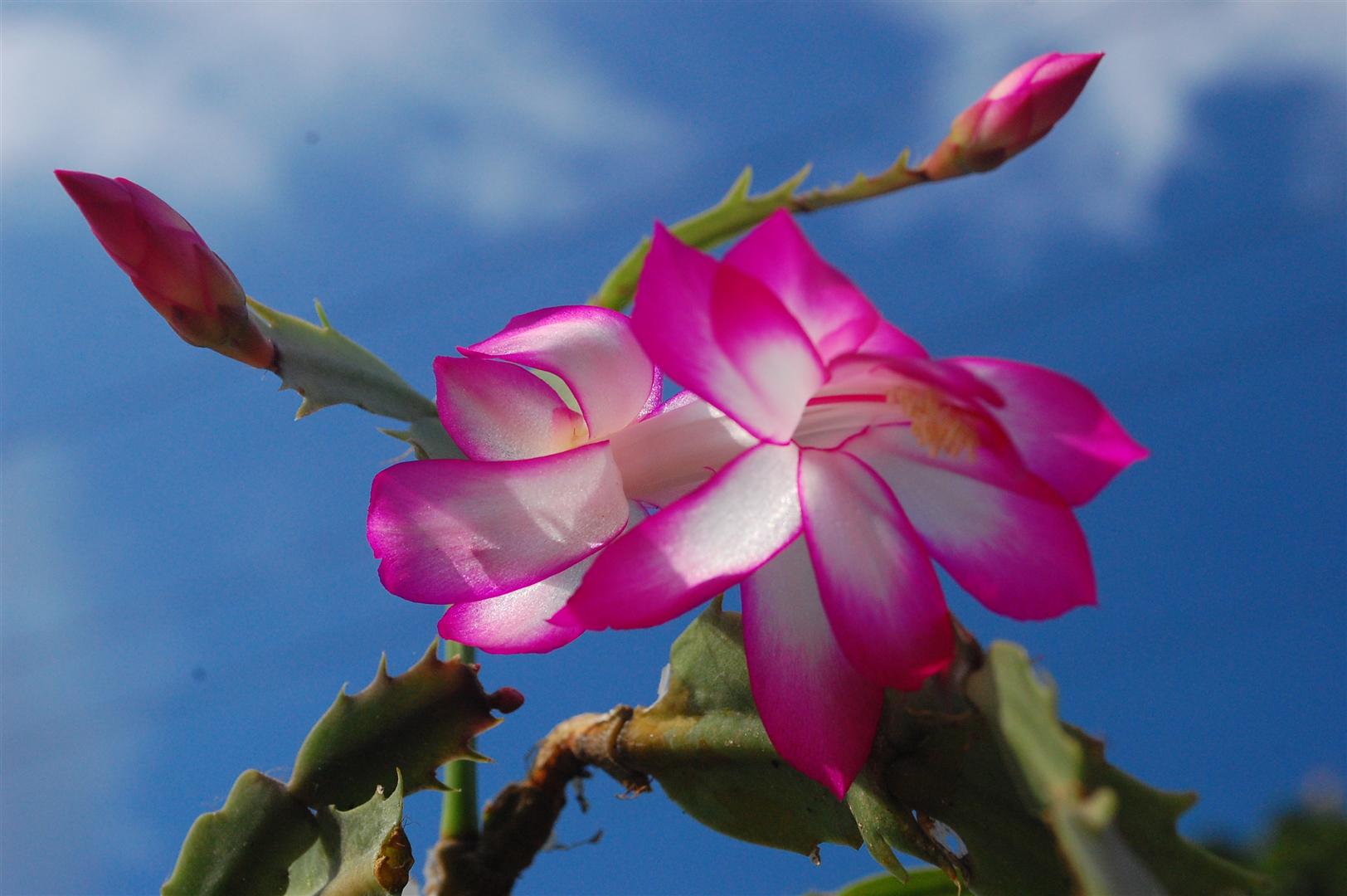 Flor-de-maio (Schlumbergera truncata)