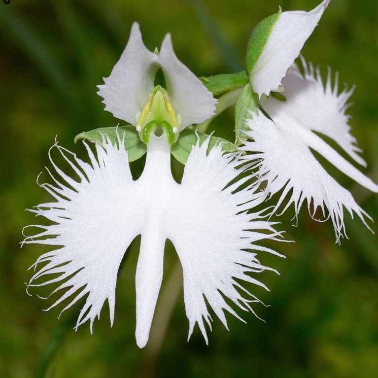 Flor do Espírito Santo