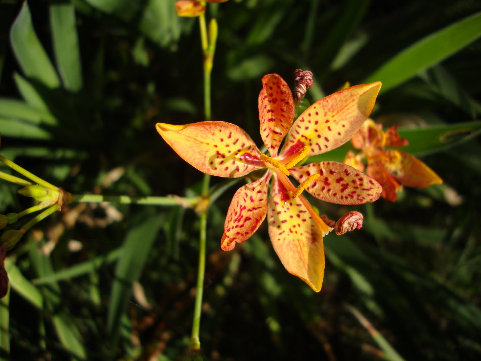 Flor-leopardo (Belamcanda chinensis)