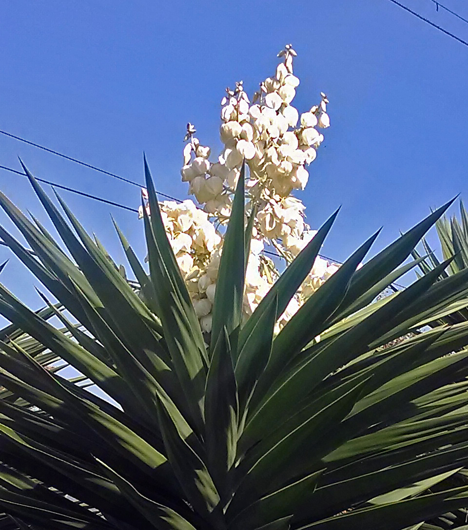 Florada da Yucca elephantipes