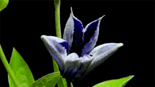 Flores-Azuis