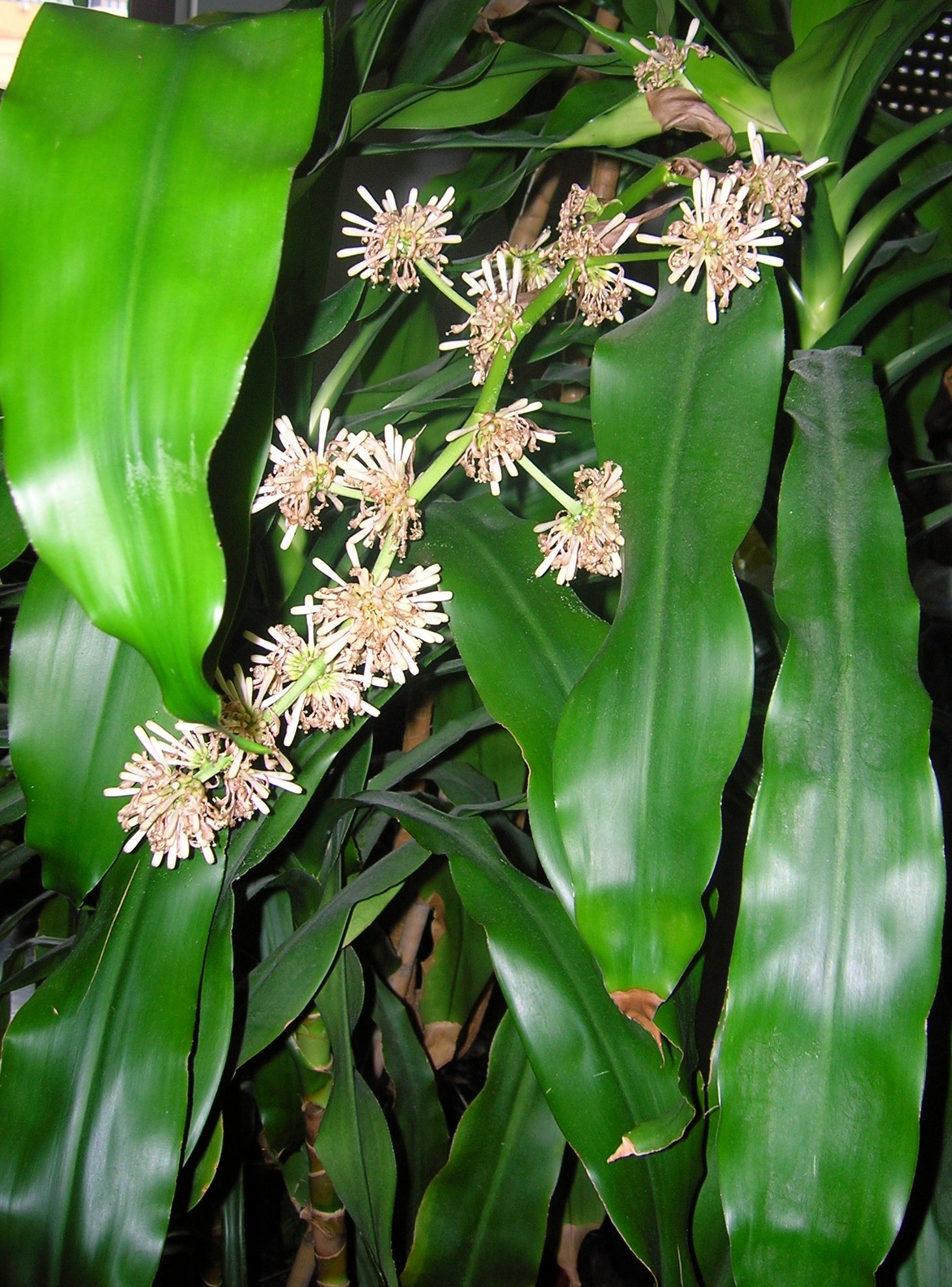 Flores da Dracaena fragans