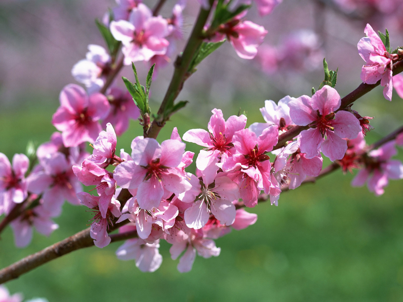 Flores-na-Primavera