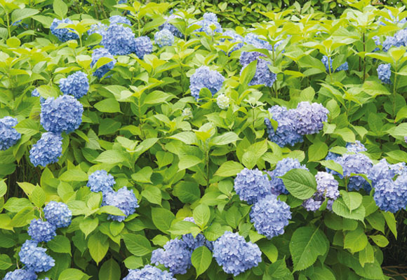 Flores_que_indicam_o_pH_do_solo Flores_que_indicam_o_pH_do_solo