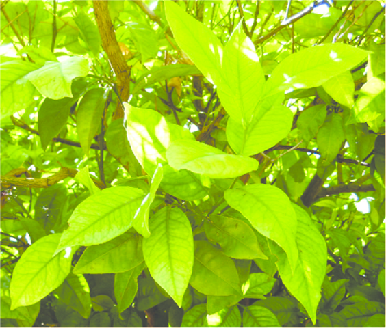Folhas da laranjeira com sintomas típicos de clorose férrica 