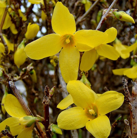 Forsythias