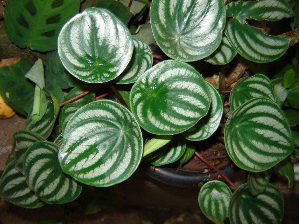 Peperomia-sandersii