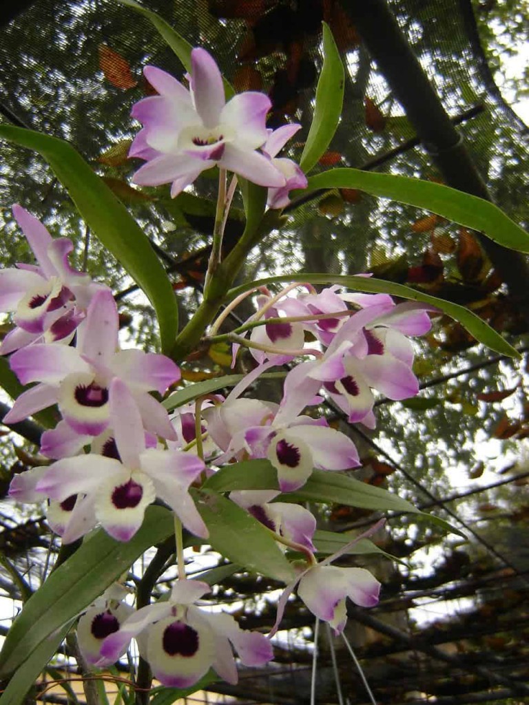 Dendrobium-nobile