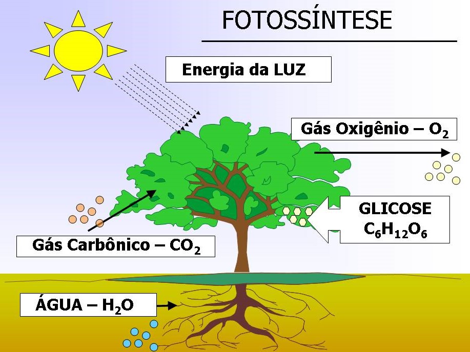 Fotossíntese