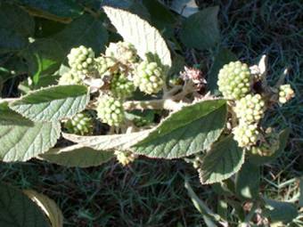 Framboesa verde (R. erytrocladus)