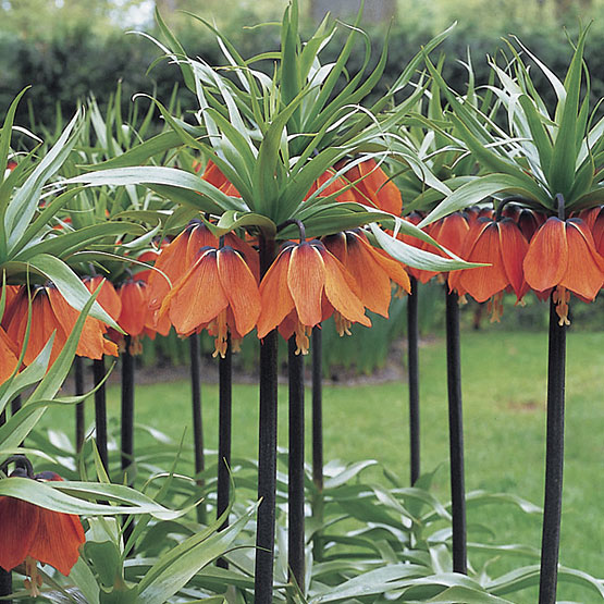 Fritillaria imperialis