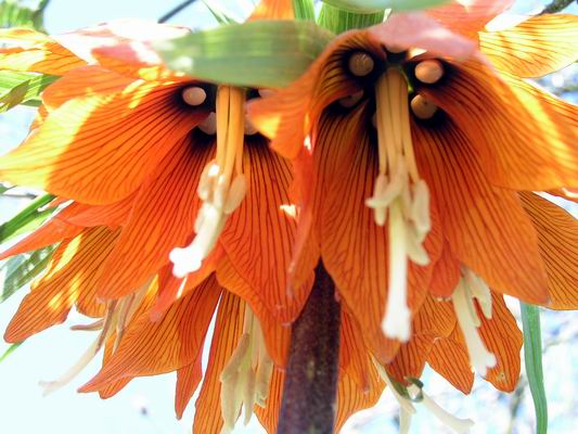 Fritillaria imperialis