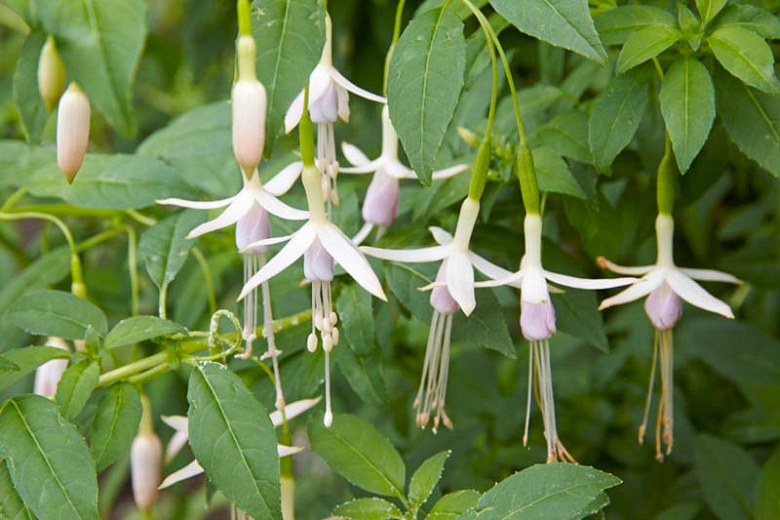 Fuchsia alba