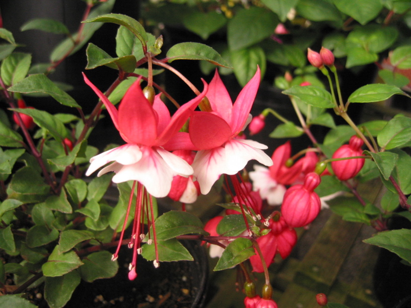 Fuchsia hybrida