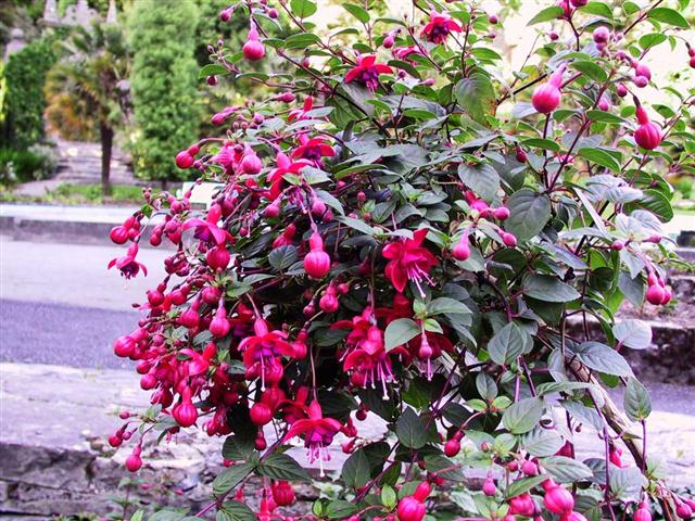 Fuchsias