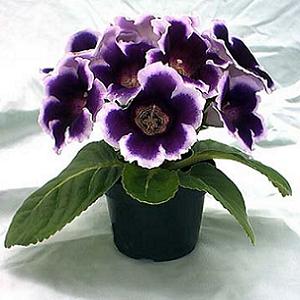 GLOXINIA 1.gif