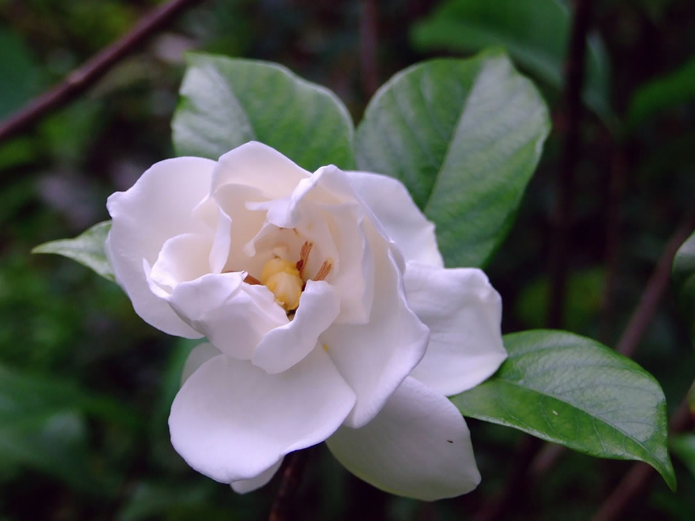 Gardenia-jasminoides-