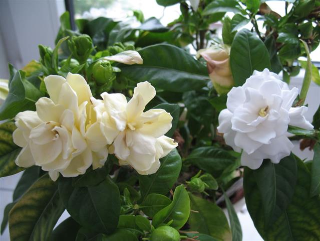 Gardenia-jasminoides