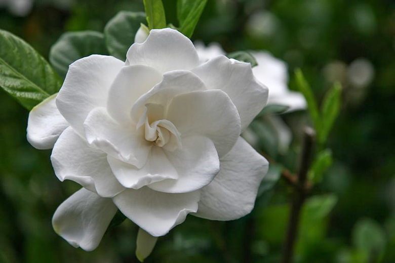 Gardenia jasminoides-2