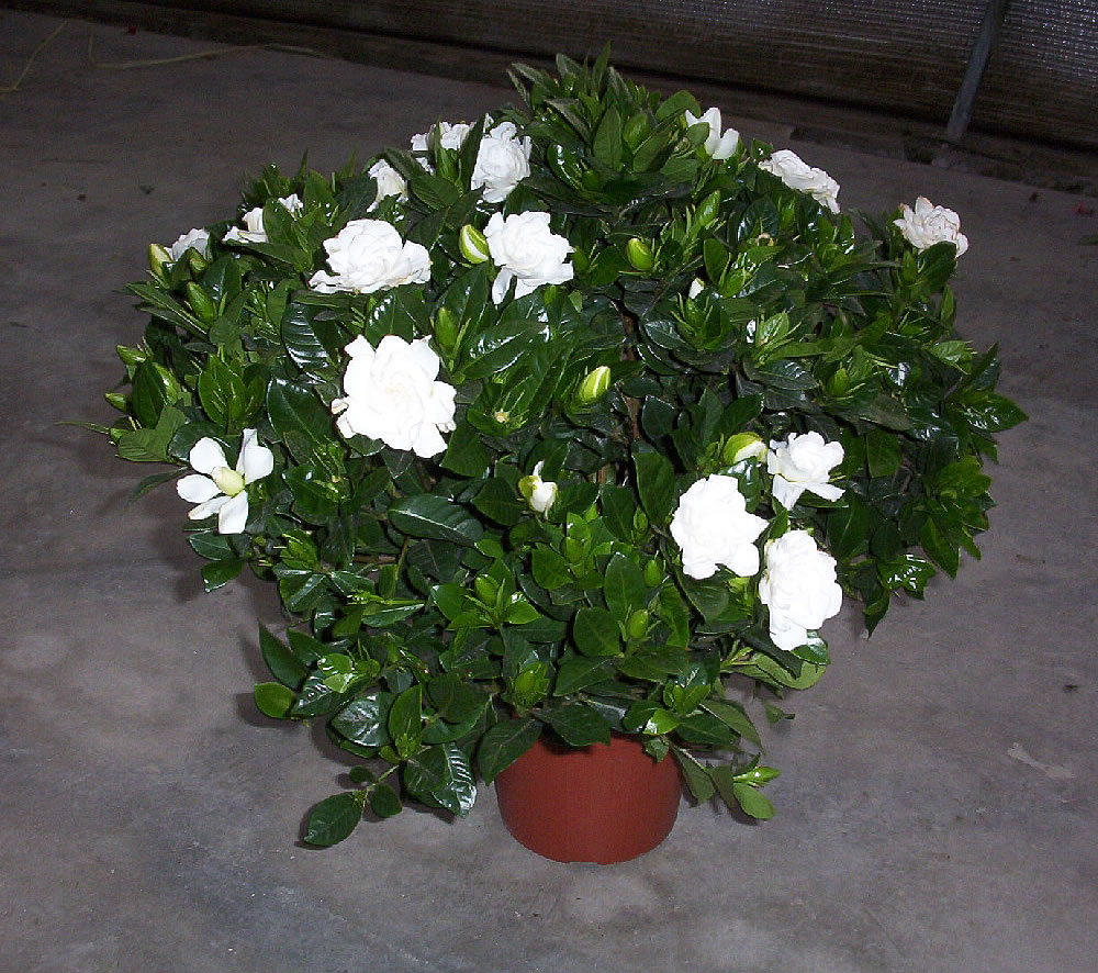 Gardenia-jasminoides-em vaso