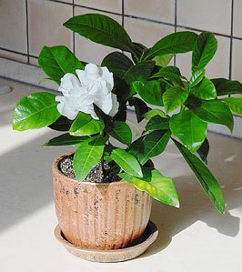 Gardenia jasminoides