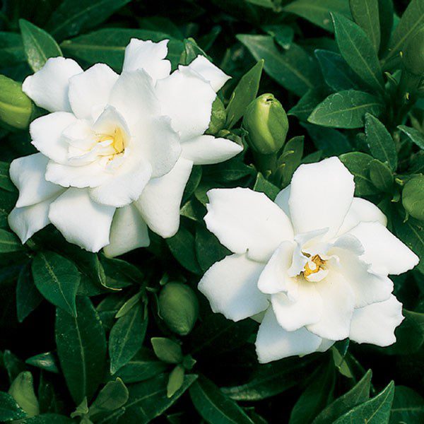 Gardenia jasminoides