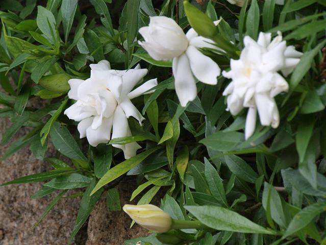 Gardenia-jasminoides1